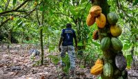 Cacao: les syndicats de producteurs suspendent leur mot d’ordre de grève