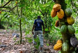 Cacao: les syndicats de producteurs suspendent leur mot d’ordre de grève