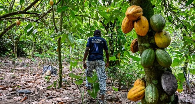 Cacao: les syndicats de producteurs suspendent leur mot d’ordre de grève