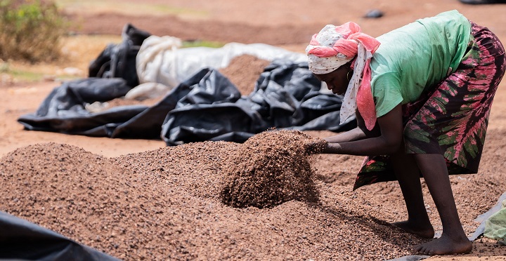 Filière karité : 2 laboratoires pour booster la production, bientôt ...